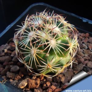 Coryphantha impexicoma