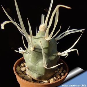 Opuntia articulata