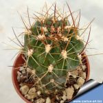 Lobivia maximiliana v. westii KK437 Tacurani, Peru 4000m