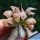 Haworthia atrofusca cv. WATERMELLON (ISI mutant)
