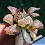 Haworthia atrofusca cv. WATERMELLON (ISI mutant)
