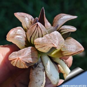 Haworthia atrofusca cv. WATERMELLON (ISI mutant)