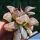 Haworthia atrofusca cv. WATERMELLON (ISI mutant)