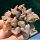 Haworthia atrofusca cv. WATERMELLON (ISI mutant)