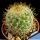 Mammillaria yucatanensis (Mammillaria columbiana ssp. yucatanensis)