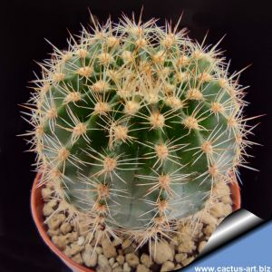Echinopsis hybrid rosso aranciato ++ / Red tinged with orange