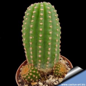 Echinopsis hybrid arancio giallo ++ / orange yellow