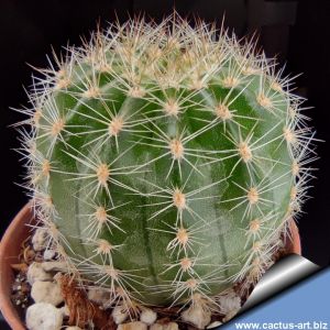 Echinopsis hybrid rosso + / Red