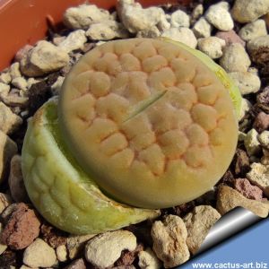 Lithops hookeri v. lutea C38A cv. AUBAREDE " ex Shimada Japan