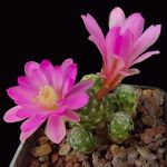 Mammillaria saboae SB935 Terrero, Chihuahua, Mexico