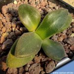 Aloinopsis hilmarii Laingsburg,Laingsburg, Western Cape, South Africa