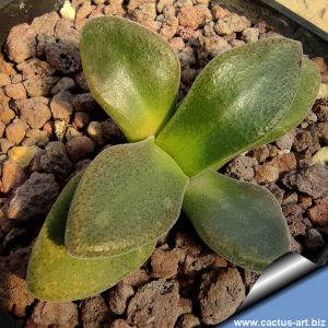 Aloinopsis hilmarii Laingsburg,Laingsburg, Western Cape, South Africa