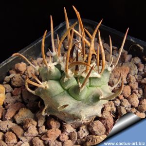 Turbinicarpus klinkerianus L1065 Huizache, San Luis Potosi 1500m,  Mexico