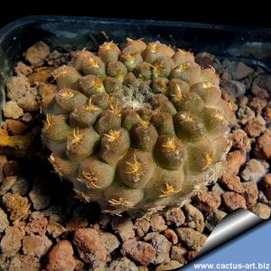 Eriosyce napina v. nuda Carrizal Bajo, 03 Atacama, Chile