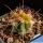 Ferocactus acanthodes f. variegata (mixed forms)