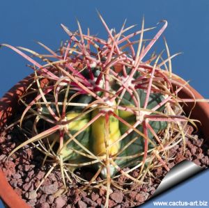 Ferocactus acanthodes f. variegata (mixed forms)