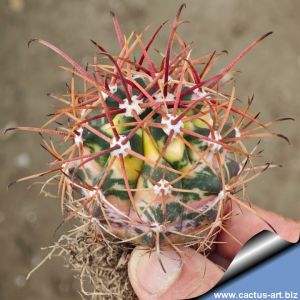 Ferocactus acanthodes f. variegata (mixed forms)