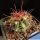 Ferocactus acanthodes f. variegata (mixed forms)