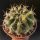 Eriosyce sp. (mixed forms) Horridocactus