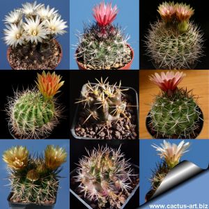 Eriosyce sp. (mixed forms) Horridocactus