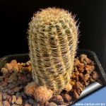 Lobivia haematantha v. scoparia