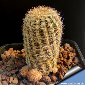 Lobivia haematantha v. scoparia