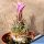 Sclerocactus pubispinus JB1 Baker, Nevada, USA