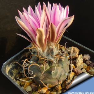 Sclerocactus pubispinus JB1 Baker, Nevada, USA