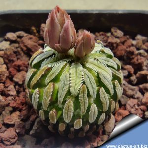 Pelecyphora aselliformis (ROOTED OFFSETS)