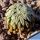Pelecyphora aselliformis (ROOTED OFFSETS)