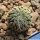 Pelecyphora aselliformis (ROOTED OFFSETS)