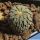 Pelecyphora aselliformis (ROOTED OFFSETS)