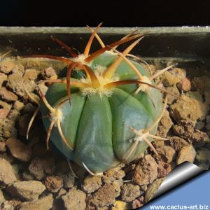 Echinocactus horizonthalonius KMR228 Ejido Notillas, Coahuila, Mexico