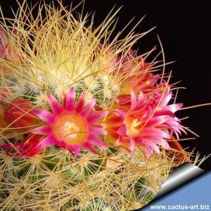 Mammillaria rekoi v. leptacantha "aurea"