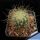 Mammillaria rekoi v. leptacantha "aurea"