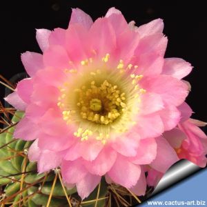Lobivia cv. PINK PENT (L. pentlandii clone 1)