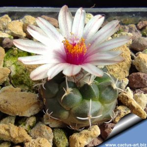 Turbinicarpus bonatzii VM89 San Bartolo, San Luis Potosi, Mexico