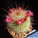 Mammillaria spinosissima "spina chiara" (pale spines form)