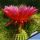 Trichopsis (Trichocereus x Echinopsis hybrid) cv. FLYING SAUCER