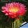 Trichopsis (Trichocereus x Echinopsis hybrid) cv. FLYING SAUCER