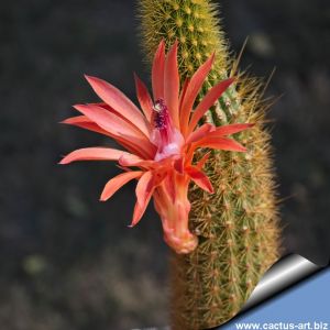Hildewintera aureispina (Golden Rats Tail)