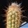 Pilosocereus gounellei