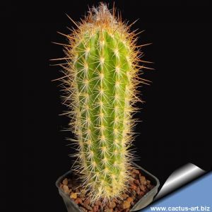 Pilosocereus gounellei