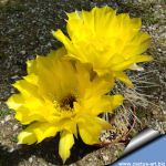 Lobivia aurea f. longispina