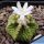 Aztekium ritteri VM1077 Rayones-Montemorelos, Nuevo Leon, Mexico