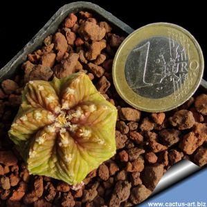 Aztekium ritteri VM1077 Rayones-Montemorelos, Nuevo Leon, Mexico