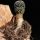 Mammillaria luethyi (seed grown)