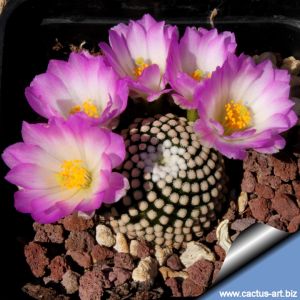 Mammillaria luethyi (seed grown)