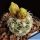 Sclerocactus mesae-verdae SB71 Montezuma County, Colorado, USA (Coloradoa mesa-verdae)