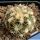 Sclerocactus mesae-verdae SB71 Montezuma County, Colorado, USA (Coloradoa mesa-verdae)